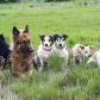 Hunde &raquo; Nasenarbeit mit den Welpen und Junghunden 2019